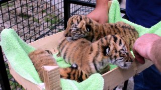 Jagodinski vrt bogatiji za tri „ljute zveri“